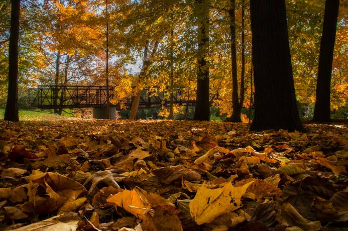 2025 Fall Leaf Pick Up